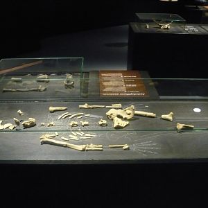 Australopithecus afarensis