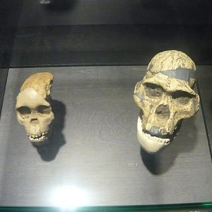 Australopithecus africanus