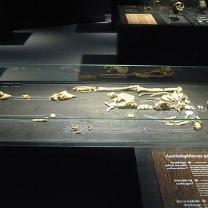 Australopithecus garhi