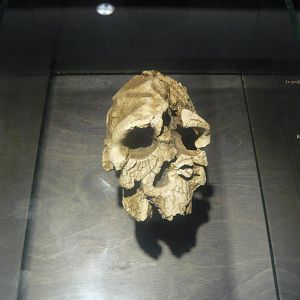 Kenyanthropus platyops skull (cast)
