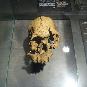 Homo rudolfensis skull (cast)