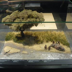 Homo habilis diorama