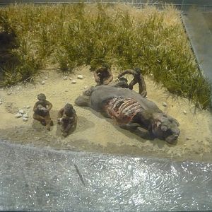 Homo habilis diorama