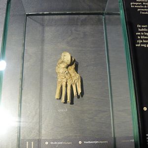 Homo habilis foot bones (cast)