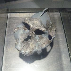 Paranthropus aethiopicus skull