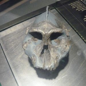 Paranthropus aethiopicus skull