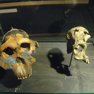 Paranthropus boisei skulls