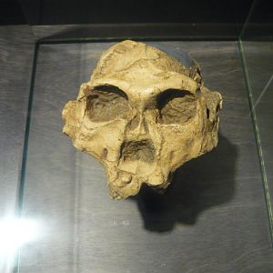 Paranthropus robustus skull