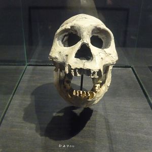 Homo georgicus skull