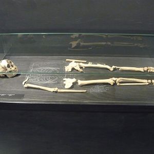 Homo floresiensis