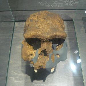 Homo ergaster skull