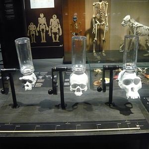 Hominid brain cavity volume