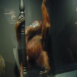 Orangutan