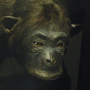 Chimpanzee
