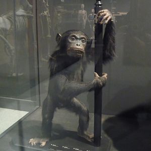 Chimpanzee