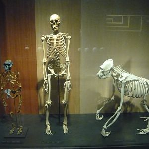 Hominid skeletons