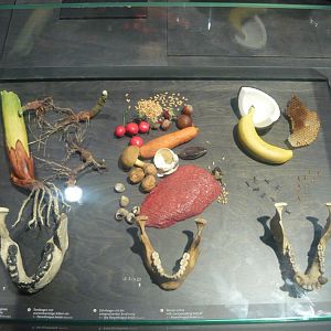 Hominid dental arches and diets