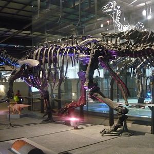 Iguanodon bernissartensis