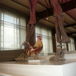Rooster at the feet of a sauropod