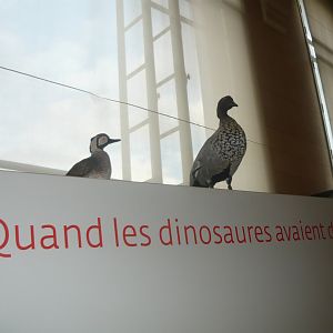 When chickens have teeth!