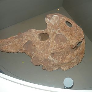 Protoceratops skull