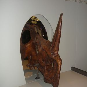 Centrosaurus skull (cast)