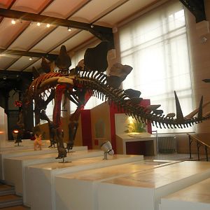 Stegosaurus skeleton model