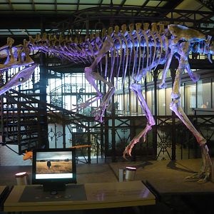 Cryolophosaurus skeleton model