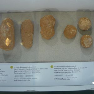 Late Cretaceous dinosaur eggs