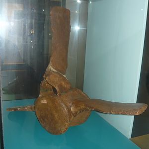 Balaena primigenius vertebra