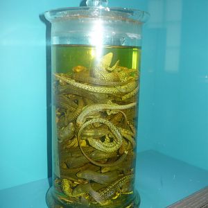 Jar filled with Common lizards