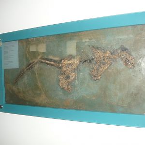 Kopidodon macrognathus