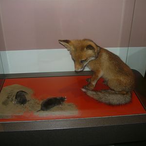 Fox cub and Moles