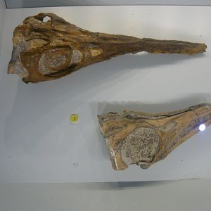Stenopterygius longifrons and S. hauffianus skulls