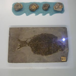 Ammonites and Dapedium sp.