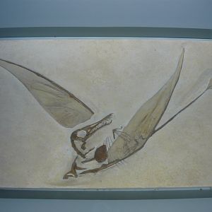 Rhamphorhynchus muensteri
