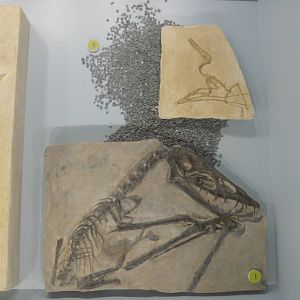 Pterodactylus elegans and Scaphognathus crassirostris