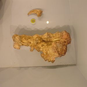 Variraptor mechinorum