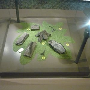 Weichselia reticulata