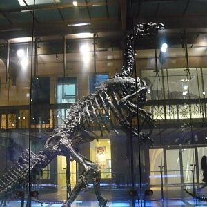 Iguanodon bernissartensis skeleton