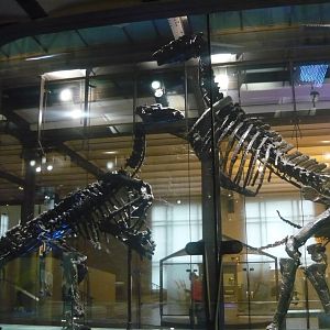 Iguanodon bernissartensis skeletons