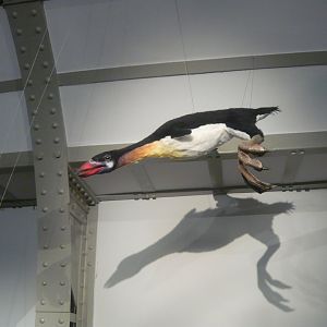 Fictional future diving bird