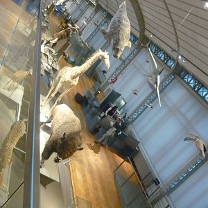 Gallery of Evolution