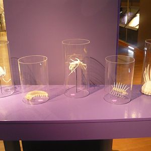 Cambrian creatures (models)