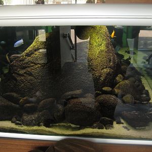 Randers Regnskov - Cichlid tank