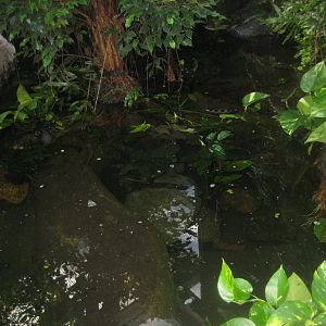 Randers Regnskov - Archerfish pool