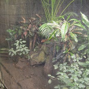 Randers Regnskov - Dwarf mongoose exhibit