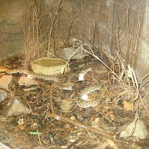 Randers Regnskov - Rattlesnake exhibit