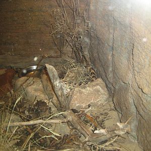 Randers Regnskov - Rhinoceros viper exhibit