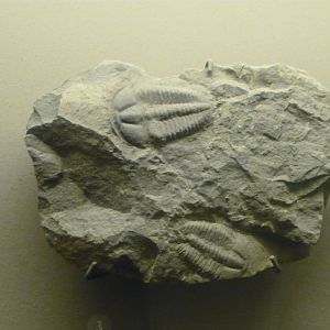 Cornucoryphe schirmi